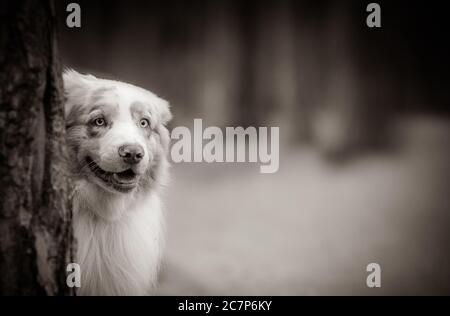 Niedlicher australischer Schäferhund im Wald blickt hinter einem Baum hervor Stockfoto