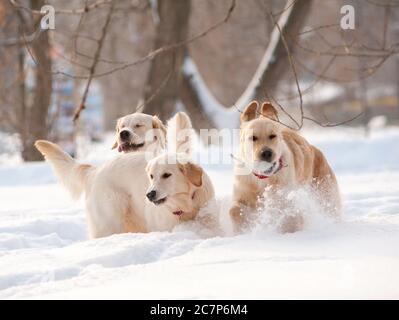 Gruppe von goldenen Retriever Hunde im Winter spielen Stockfoto