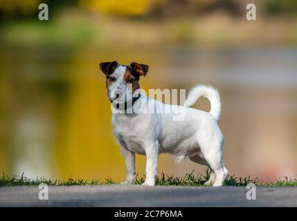 Niedliche Jack russel Terrier in der Nähe des Herbstsees Stockfoto