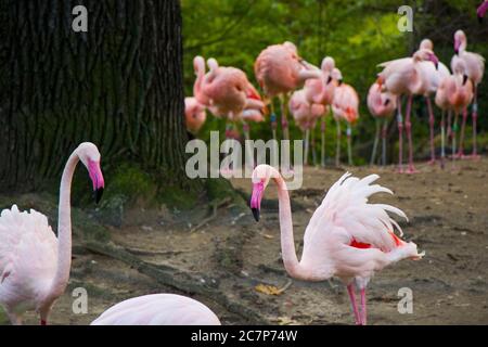 Flamingos-Gruppe auf dem Naturhintergrund, Berliner Zoo. Wild Life Tierleben. Große Gruppe von Flamingos in Deutschland. Stockfoto