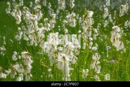 Baumwollgras (Eriophorum), Bayern, Deutschland, Europa Stockfoto