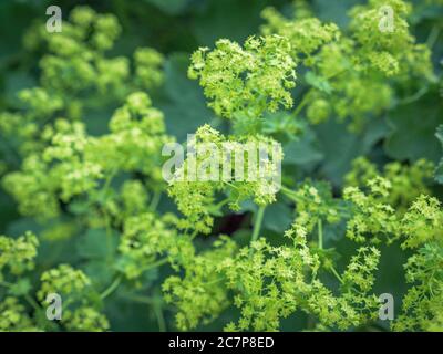 Frauenmantel (Alchemilla mollis), Blüte, Deutschland, Europa Stockfoto