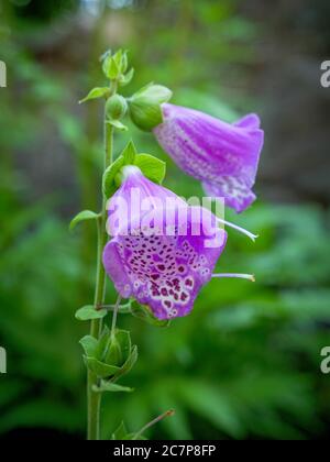 Rotfuchshandschuh (Digitalis purpurea), Scrophulariaceae, giftig, Kempten, Allgäu, Bayern, Deutschland, Europa Stockfoto