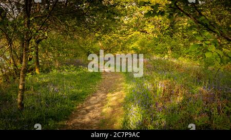 Spring Bluebells entlang eines Waldweges im Dartmoor National Parken Stockfoto