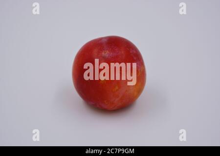 Eine große Frucht eines großen Dessert Kirsche Pflaume, eine frühe Sorte und Ernte wächst in der Ukraine. Verschwenden Sie süße, gesunde Früchte für Ihre Gesundheit und Ihr Leben. Stockfoto