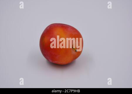 Eine große Frucht eines großen Dessert Kirsche Pflaume, eine frühe Sorte und Ernte wächst in der Ukraine. Verschwenden Sie süße, gesunde Früchte für Ihre Gesundheit und Ihr Leben. Stockfoto