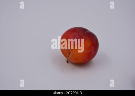 Eine große Frucht eines großen Dessert Kirsche Pflaume, eine frühe Sorte und Ernte wächst in der Ukraine. Verschwenden Sie süße, gesunde Früchte für Ihre Gesundheit und Ihr Leben. Stockfoto
