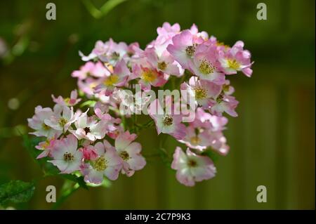 Rosa Ballerina-Buschrose. Sidcup, Kent. GROSSBRITANNIEN Stockfoto