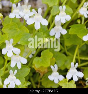 Efeu-leaved Toadflax (Cymbalaria muralis), weiße Form in Blume, Penzance, Cornwall, UK. Stockfoto