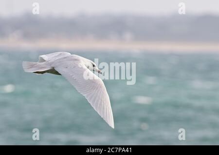 Glucous Gull (Larus hyperboreus), 2 CY, vor Sandy Cove, Newlyn, Cornwall, England, Großbritannien. Stockfoto