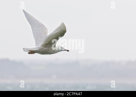 Glucous Gull (Larus hyperboreus), 2 CY, vor Sandy Cove, Newlyn, Cornwall, England, Großbritannien. Stockfoto