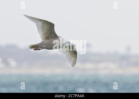 Glucous Gull (Larus hyperboreus), 2 CY, vor Sandy Cove, Newlyn, Cornwall, England, Großbritannien. Stockfoto