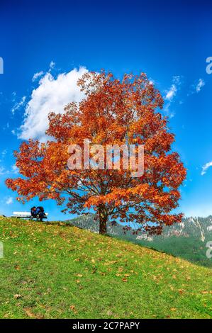 Grüne Felder und einsamer Baum in der Nähe von Gosau Dorf am Herbstsonntag. Lage: Ferienort Gosau Salzkammergut Region, Gosautal in Obere Stockfoto