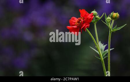 Einzelne rote Geum Blume mit ungeöffneten Knospen vor abstrakten aus Fokus lila Hintergrund gesetzt Stockfoto