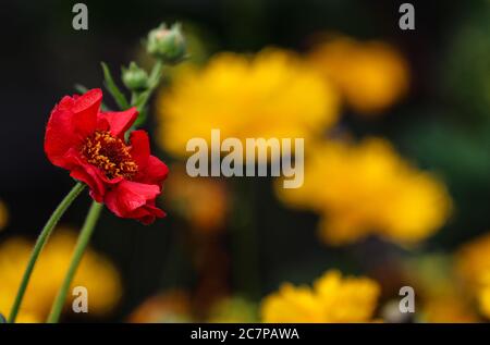 Einzelne rote Geum Blume mit ungeöffneten Knospen vor abstraktem, unscharf gelbem Hintergrund gesetzt Stockfoto