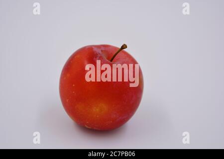 Eine große Frucht eines großen Dessert Kirsche Pflaume, eine frühe Sorte und Ernte wächst in der Ukraine. Verschwenden Sie süße, gesunde Früchte für Ihre Gesundheit und Ihr Leben. Stockfoto