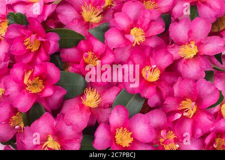 Tropisch hell rosa Blume Hintergrund. Selektiver Fokus. Stockfoto