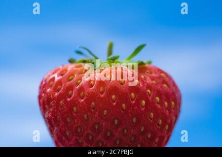 Teil der roten Erdbeeren auf blauem Hintergrund Stockfoto