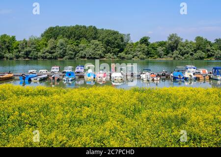 Belgrad / Serbien - 16. Mai 2020: Ufer der Donau mit blühenden gelben Blumen und Fluss Marina mit Angeln und Freizeitboote in Belgrad, Stockfoto