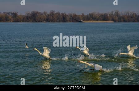 Schar von weißen Schwanen, die ihre Flügel ausbreiteten und aus dem blauen Wasser der Donau in Belgrad, Serbien, flügelten Stockfoto