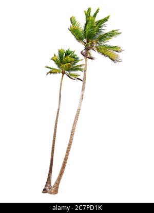 Kokosnuss-Palmen, isoliert auf weißem Hintergrund Stockfoto