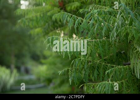 Junge Sträucher haben noch keine Ambrosia geblüht. Selektiver Fokus . Ragweed, hoch allergische Pflanze freisetzenden Pollen Ende August . Stockfoto
