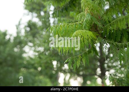 Junge Sträucher haben noch keine Ambrosia geblüht. Selektiver Fokus . Ragweed, hoch allergische Pflanze freisetzenden Pollen Ende August . Stockfoto