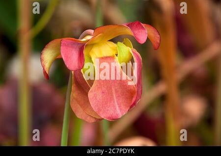 Sydney Australien, rosa Blume einer fallgrube Anlage Stockfoto