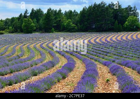 Atemberaubende Landschaft mit Lavendelfeld. Provence, Frankreich Stockfoto