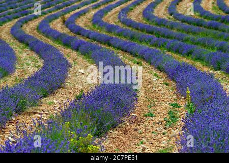 Atemberaubende Landschaft mit Lavendelfeld. Provence, Frankreich Stockfoto