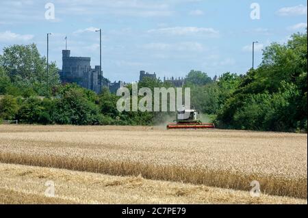 Eton, Windsor, Berkshire, Großbritannien. Juli 2020. Ein Mähdrescher erntet Weizen auf Feldern in Eton, Berkshire an einem warmen sonnigen Sommertag, bevor der vorhergesagte Regen eintrifft. Quelle: Maureen McLean/Alamy Stockfoto