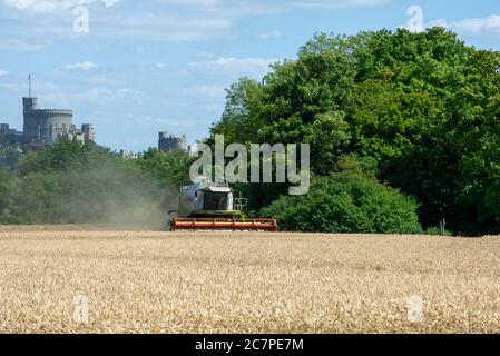 Eton, Windsor, Berkshire, Großbritannien. Juli 2020. Ein Mähdrescher erntet Weizen auf Feldern in Eton, Berkshire an einem warmen sonnigen Sommertag, bevor der vorhergesagte Regen eintrifft. Quelle: Maureen McLean/Alamy Stockfoto