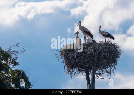 Vier junge Störche auf dem Nest Stockfoto