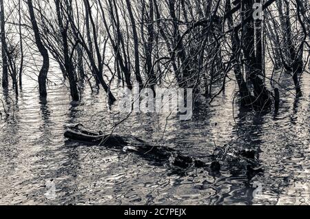 Graustufenaufnahme der Bäume, die in der Nähe des Meeres mit Schnitt wachsen Äste und Wasserpflanzen im Wasser Stockfoto