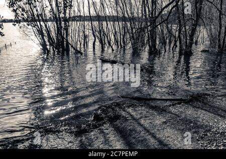 Graustufenaufnahme der Bäume, die in der Nähe des Meeres mit Schnitt wachsen Äste und Wasserpflanzen im Wasser Stockfoto