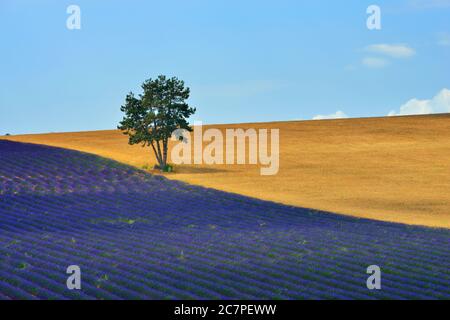 Atemberaubende Landschaft mit Lavendelfeld und großen Kiefern am Morgen. Provence, Frankreich Stockfoto