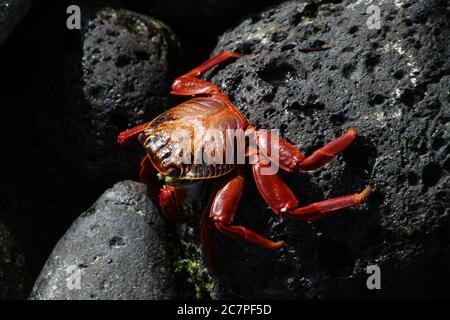 Rote Klippenkrabbe Stockfoto