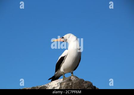 Masked Booby, Nazca Booby, Galapagos Island, Ecuador Stockfoto
