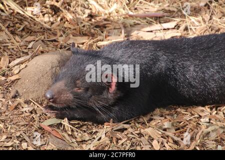 Tasmanischer Teufel, Tasmanien, Australien Stockfoto