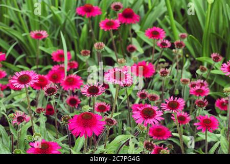 Rosa Echinacea 'Delicious Candy' Maisblüte in den Sommermonaten Stockfoto