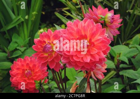 Rosa 'Kilburn Rose' dekorative Dahlia blüht im Spätsommer Stockfoto