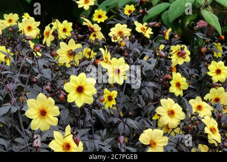 Gelbe Single 'Yellow Hammer' Dahlie in Blüte Stockfoto
