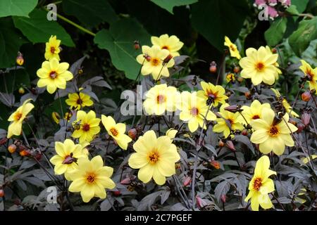 Gelbe Single 'Yellow Hammer' Dahlie in Blüte Stockfoto