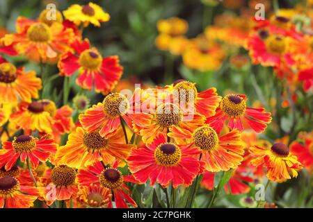 Helenium 'Waltraut' niest in den Sommermonaten in der Blüte Stockfoto