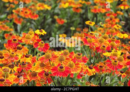 Helenium 'Waltraut' niest in den Sommermonaten in der Blüte Stockfoto