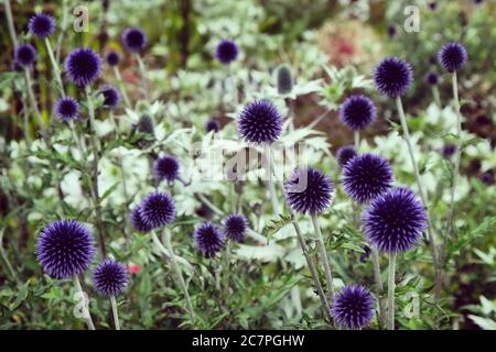 Echinops ritro Veitch's Blue Globe Distel blüht während der Sommermonate Stockfoto