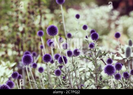 Echinops ritro Veitch's Blue Globe Distel blüht während der Sommermonate Stockfoto