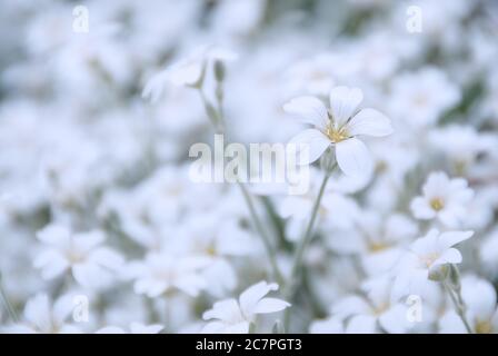 Nahaufnahme der weißen Blüten von Cerastium tomentosum, Zierpflanze der Familie der Caryophyllaceae Stockfoto