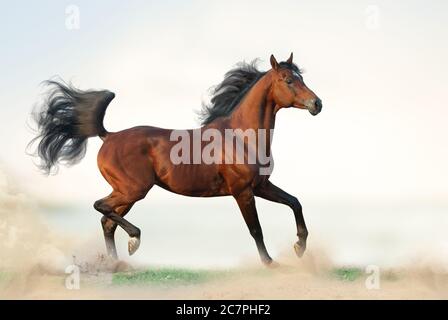 Schöner lorbeer-hengst auf Freiheit. Arabisches Pferd, das auf Freiheit in der Wildnis läuft. Bay arabian Pferd auf Gras. Eleganter arabischer Hengst trabben Stockfoto