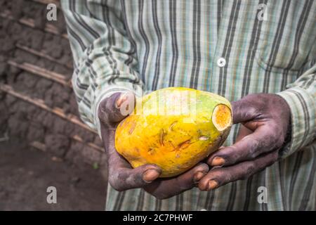 Papaya (Carica Papaya) Frucht in den Händen eines afrikanischen Mannes, Uganda, Afrika Stockfoto